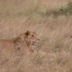 extraordinary_moment_wounded_lioness_02