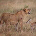 extraordinary_moment_wounded_lioness_03