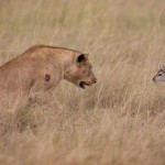 extraordinary_moment_wounded_lioness_04