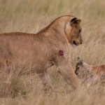 extraordinary_moment_wounded_lioness_05