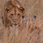 extraordinary_moment_wounded_lioness_06