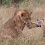 extraordinary_moment_wounded_lioness_08