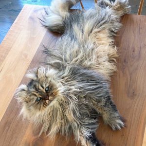 Meet-Barnaby-the-cross-eyed-Persian-cat-who-is-cute-but-always-seems-to-be-sad-60093a15b03be__880