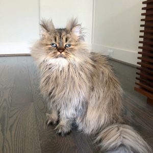 Meet-Barnaby-the-cross-eyed-Persian-cat-who-is-cute-but-always-seems-to-be-sad-60093a1bbf212__880