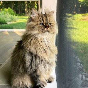 Meet-Barnaby-the-cross-eyed-Persian-cat-who-is-cute-but-always-seems-to-be-sad-60093a2395e21__880