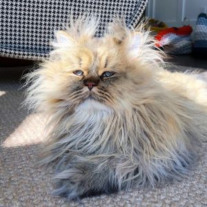 Meet-Barnaby-the-cross-eyed-Persian-cat-who-is-cute-but-always-seems-to-be-sad-60093a2695875__880