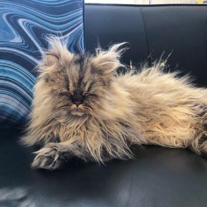 Meet-Barnaby-the-cross-eyed-Persian-cat-who-is-cute-but-always-seems-to-be-sad-60093a2e19270__880