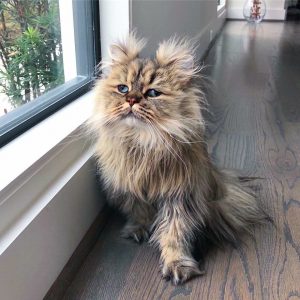 Meet-Barnaby-the-cross-eyed-Persian-cat-who-is-cute-but-always-seems-to-be-sad-60093a50c4134__880