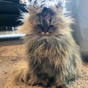 Meet-Barnaby-the-cross-eyed-Persian-cat-who-is-cute-but-always-seems-to-be-sad-60093a58d9b01__880