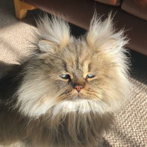 Meet-Barnaby-the-cross-eyed-Persian-cat-who-is-cute-but-always-seems-to-be-sad-60093a5cc07f6__880