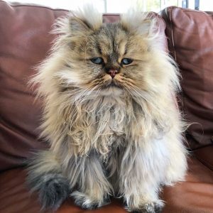 Meet-Barnaby-the-cross-eyed-Persian-cat-who-is-cute-but-always-seems-to-be-sad-60093a61bfa65__880