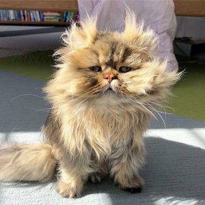 Meet-Barnaby-the-cross-eyed-Persian-cat-who-is-cute-but-always-seems-to-be-sad-60093a63c0485__880