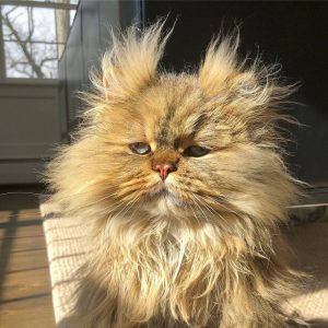 Meet-Barnaby-the-cross-eyed-Persian-cat-who-is-cute-but-always-seems-to-be-sad-60093a65d99ca__880